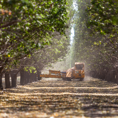 Tree shaker in operation